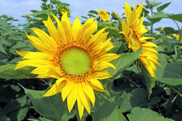 Sonnenblumen auf einem Feld — Stockfoto