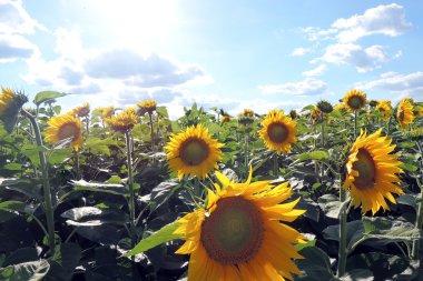 Bir tarlada ayçiçekleri