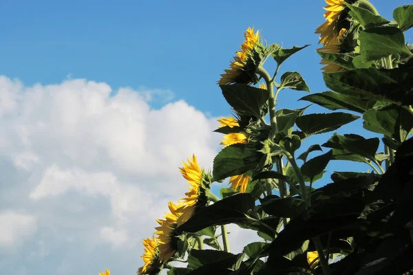 Girasoles en un campo —  Fotos de Stock