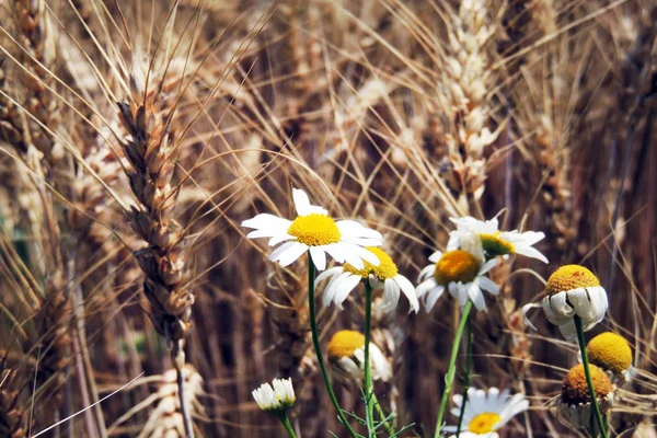 Дейзі і вухо пшениці — стокове фото