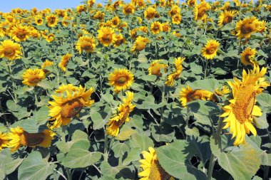 Bir tarlada ayçiçekleri