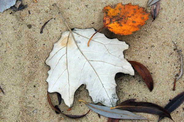 Les feuilles dans la forêt — Photo