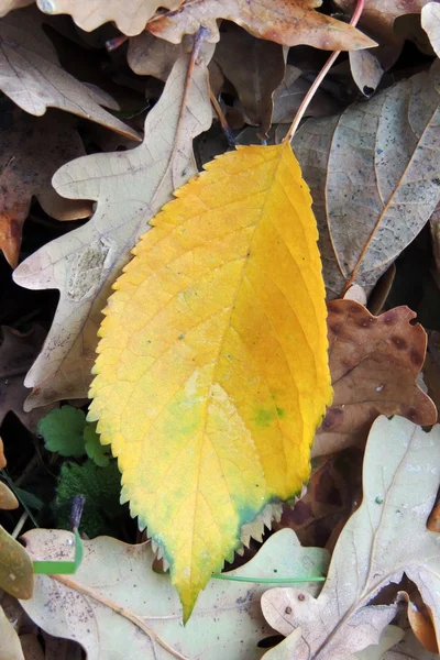 Listy v lese — Stock fotografie