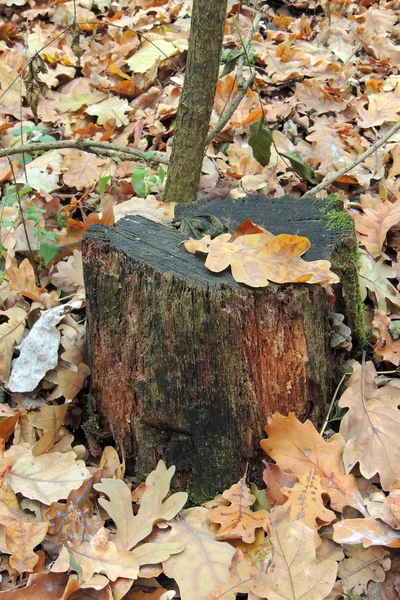 Die Blätter im Wald — Stockfoto