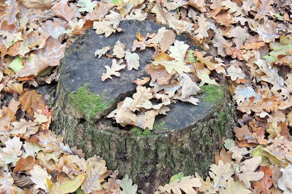 Baumstumpf im Wald. Herbst — Stockfoto