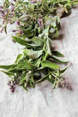 beyaz arkaplanda nane