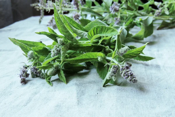 beyaz arkaplanda nane