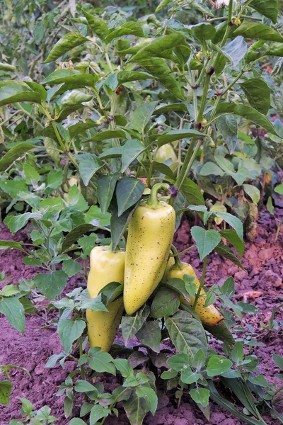 Peperoni in giardino — Foto Stock