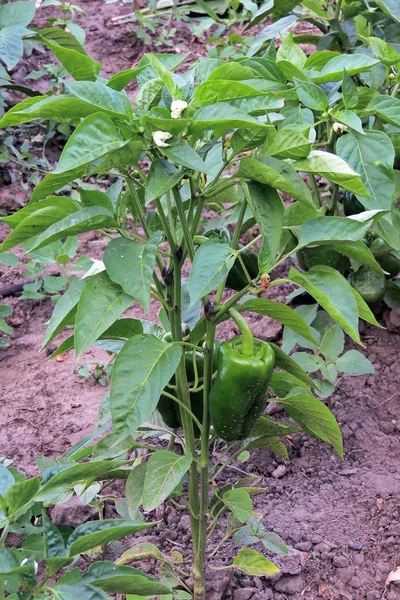 Paprika im Garten — Stockfoto