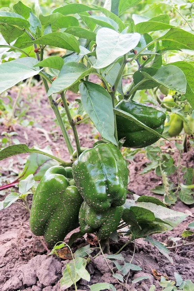 Peperoni in giardino — Foto Stock