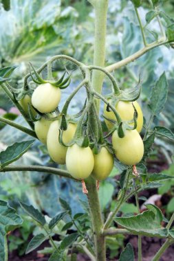 Bahçede yeşil domates