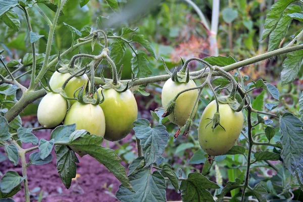 Green tomato in the garden — Stock Photo, Image