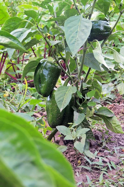 Peperoni in giardino — Foto Stock