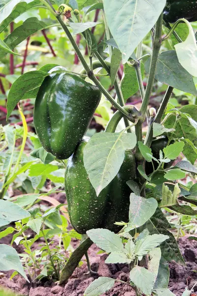 Peperoni in giardino — Foto Stock