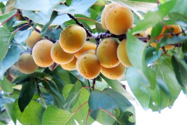 Olgun kayısılar ağaçta