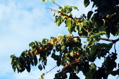 Olgun kayısılar ağaçta