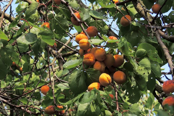 Albicocche mature su un albero — Foto Stock