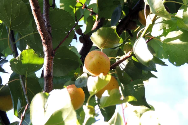 Albicocche mature su un albero — Foto Stock