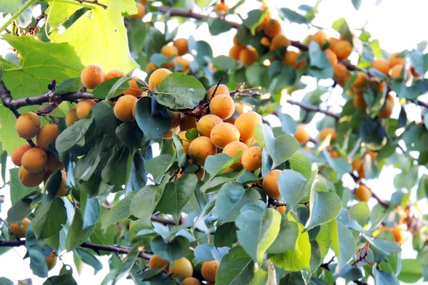 Albicocche mature su un albero — Foto Stock