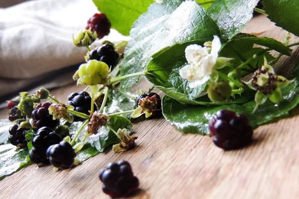 Moras, bayas y flores —  Fotos de Stock