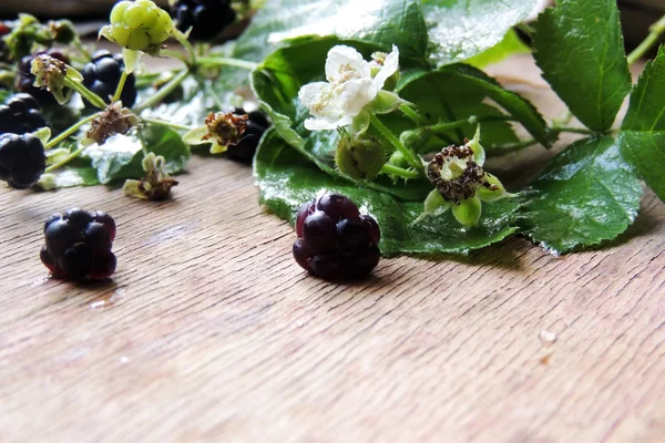 Moras, bayas y flores —  Fotos de Stock