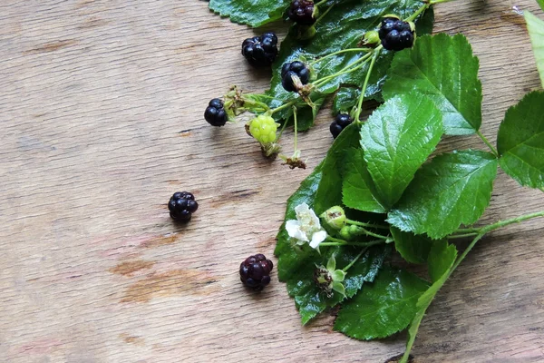 Moras, bayas y flores —  Fotos de Stock