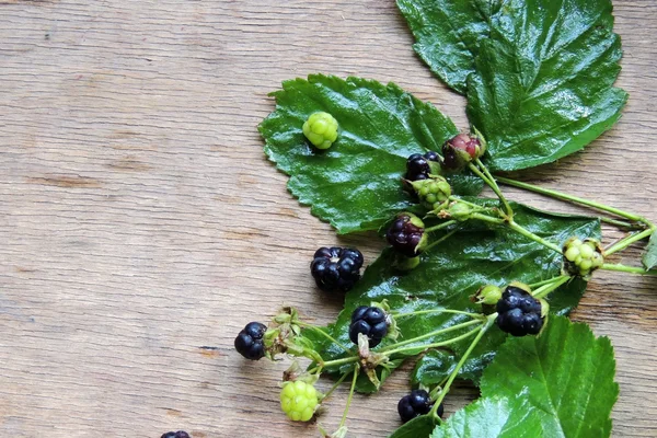 Moras, bayas y flores —  Fotos de Stock