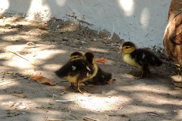 Pato e patinhos — Fotografia de Stock