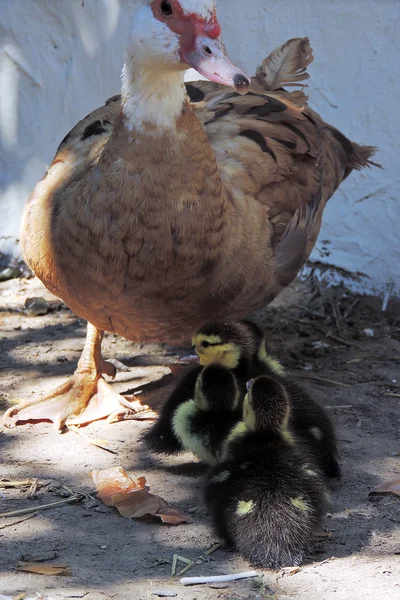 Pato y patitos — Foto de Stock