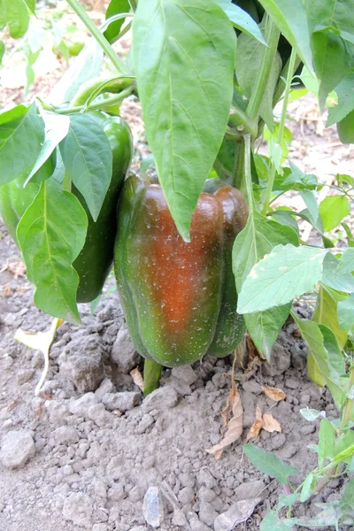 Peperoni in giardino — Foto Stock