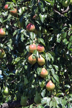 Ağaçtaki armutlar