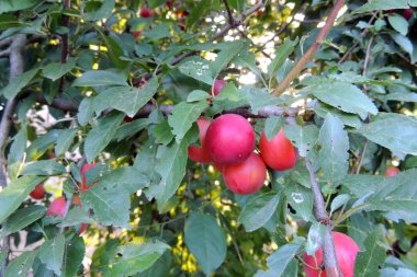 Erik ağacı yakın çekim 