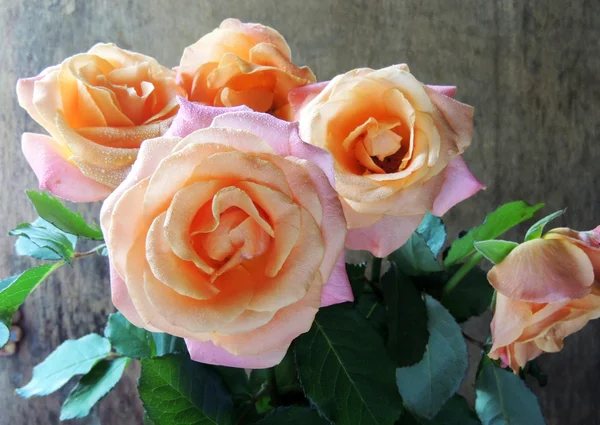 La rosa rosa. Contesto — Foto Stock
