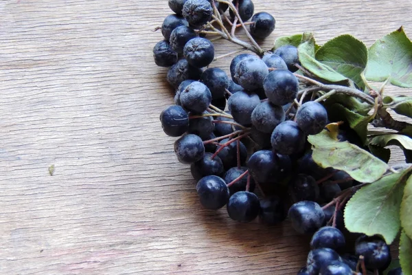 Rode en zwarte Rowan — Stockfoto