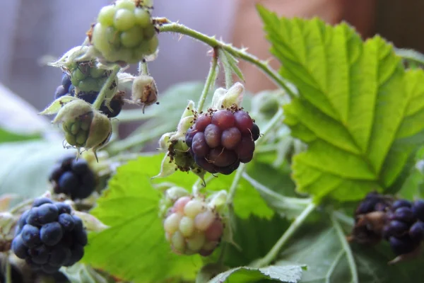 Moras, bayas y flores —  Fotos de Stock