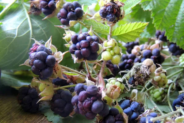 Moras, bayas y flores —  Fotos de Stock