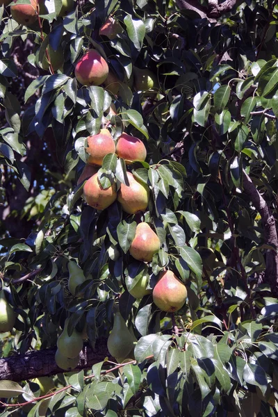 Pêras na árvore — Fotografia de Stock