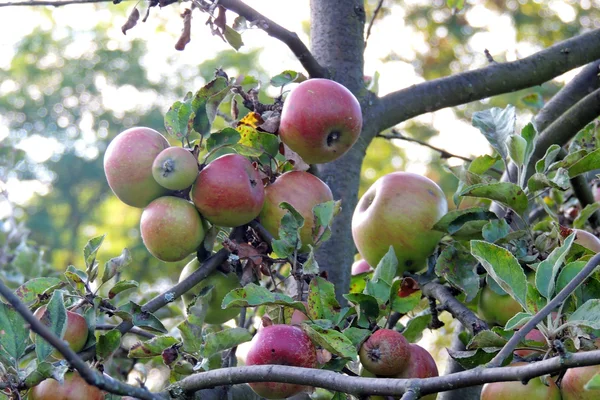 Ağaçtaki elmalar — Stok fotoğraf