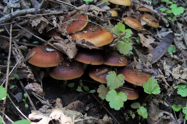 Champignons de crapaud dans la forêt — Photo