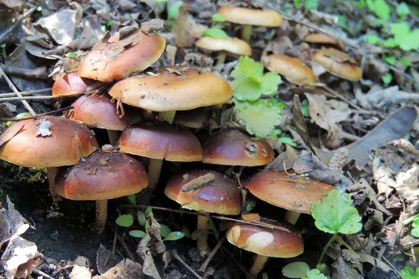 Paddestoelen van de paddestoel in het bos — Stockfoto