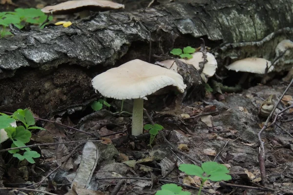 Champignons de crapaud dans la forêt — Photo