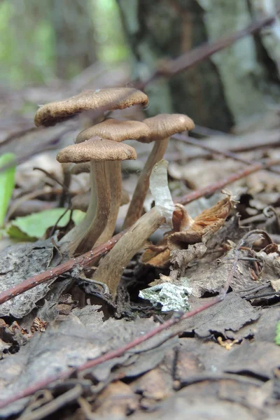 Champignons de crapaud dans la forêt — Photo