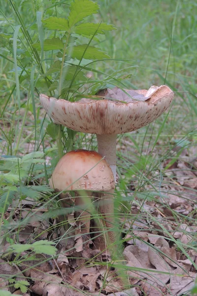 숲에 버섯의 버섯 — 스톡 사진