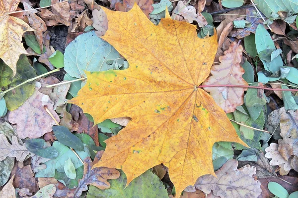 Les feuilles dans la forêt — Photo