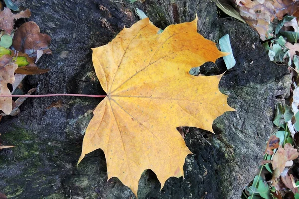 Boomstronk in het bos. herfst — Stockfoto