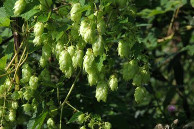 Sıçrama alanındaki sıçrama konilerinin ayrıntıları 