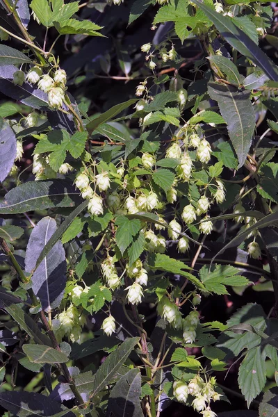 Detalhe de cones de lúpulo no campo de lúpulo — Fotografia de Stock