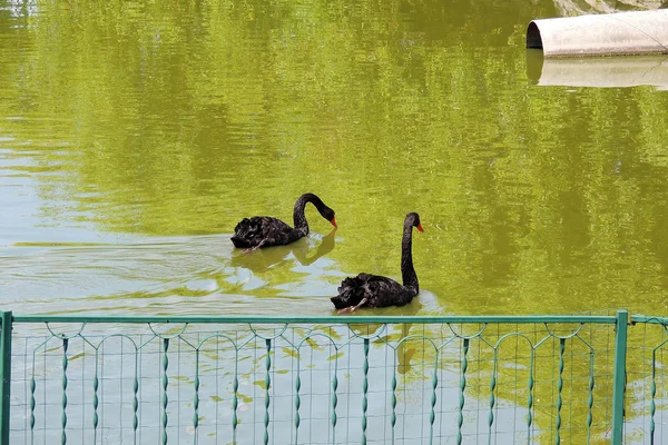 Black Swan on a pond