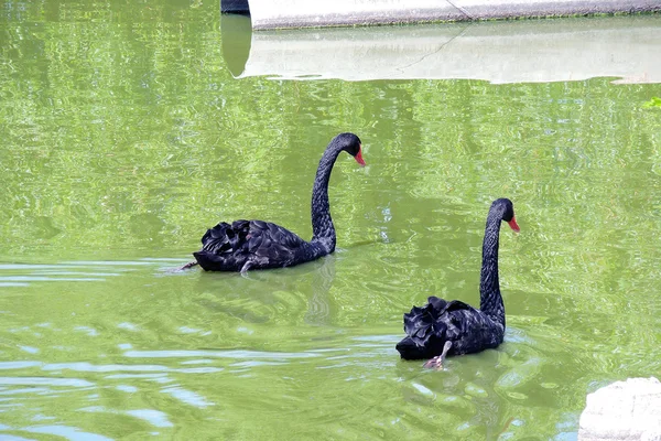 池塘上的黑天鹅 — 图库照片