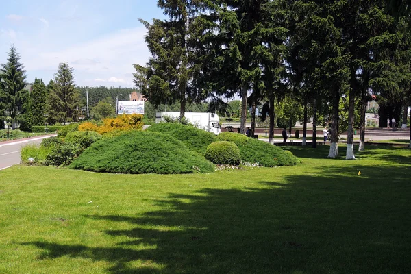 Flores en el parque —  Fotos de Stock